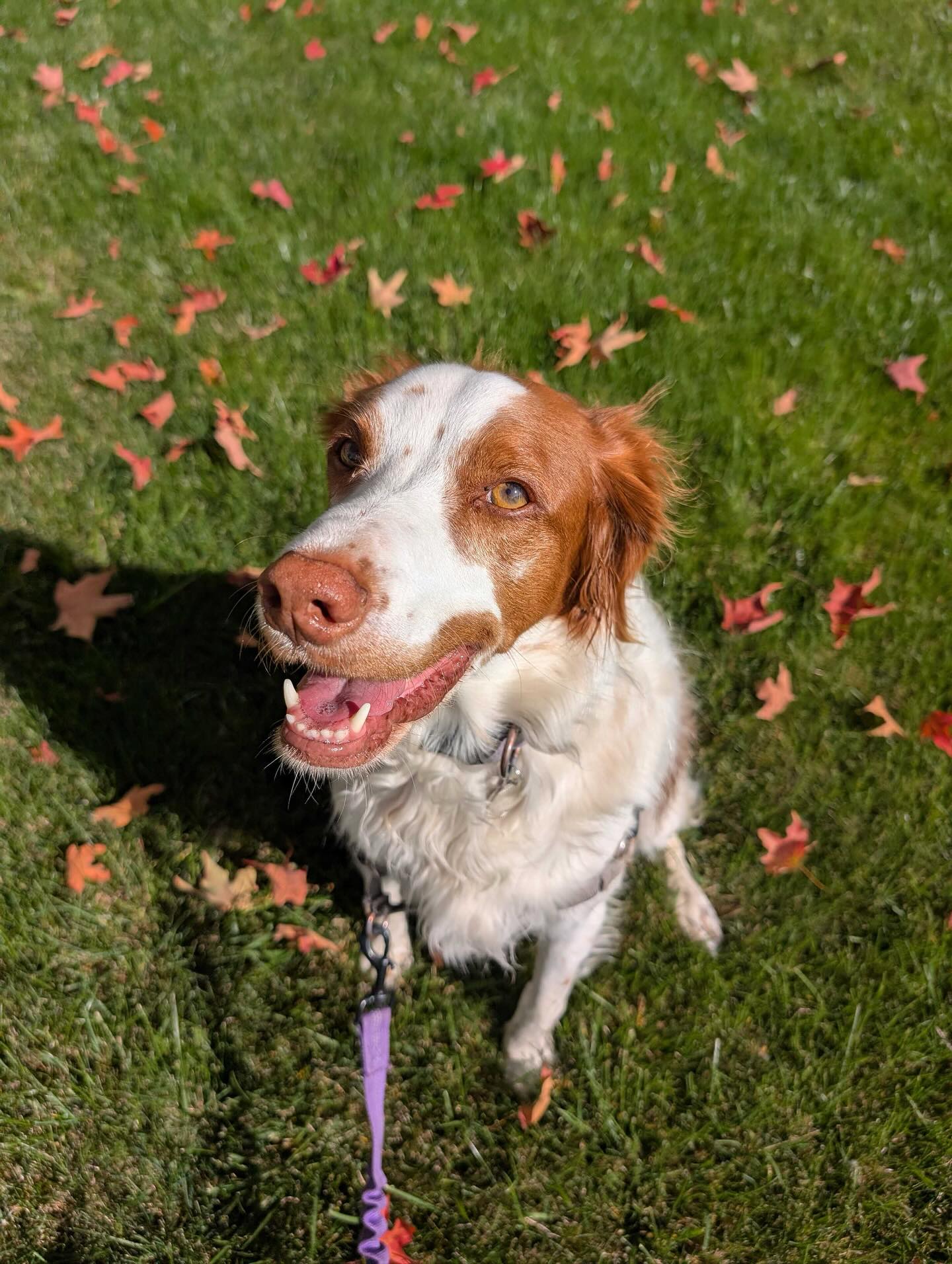 A happy dog enjoying a walk on a Newmarket trail in autumn
