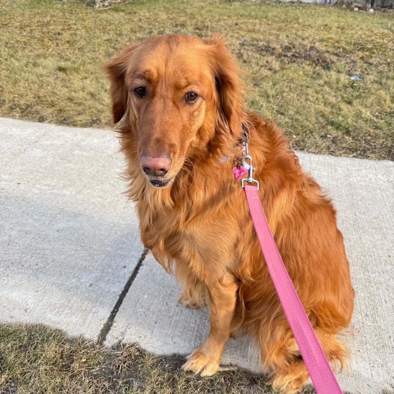 Rose Reid, owner of True North Companions dog walking in Newmarket